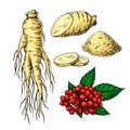 Ginseng vector drawing. Medical plant sketch. Botanica