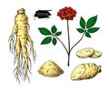 Ginseng vector drawing. Medical plant sketch. Botanica