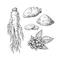 Ginseng vector drawing. Medical plant sketch. Engraved botanical