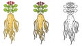 Ginseng. Vector Illustration . Ginseng Root And Leaf On White Background Royalty Free Stock Photo