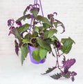 A Ginura plant with falling curly purple leaves from a clay pot on a white wall background. Flora home indoor plants