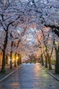 Gion Shirakawa, Kyoto, Japan during Cherry Blossom Season Royalty Free Stock Photo