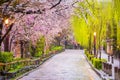 Gion Shirakawa, Kyoto, Japan in Spring Royalty Free Stock Photo