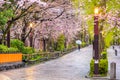 Gion Shirakawa, Kyoto, Japan in Spring Royalty Free Stock Photo