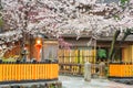 Gion Shirakawa, Kyoto, Japan in Spring Royalty Free Stock Photo