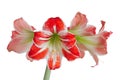 Gippeastrum, Amaryllis (isolated)