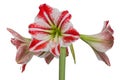 Gippeastrum, Amaryllis (lat. Hippeastrum, Amaryllis), isolated o