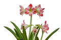 Gippeastrum, Amaryllis (lat. Hippeastrum, Amaryllis), isolated o