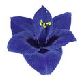 Gippeastrum blue flower white isolated background with clipping path. Closeup no shadows. Royalty Free Stock Photo