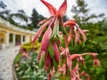 Gippeastrum flower in the City Park