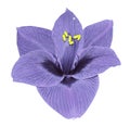 Gippeastrum light violet flower white isolated background with clipping path. Closeup no shadows.