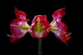 Gippeastrum -a perennial bulbous plant