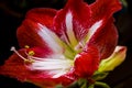 Gippeastrum -a perennial bulbous plant