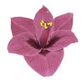 Gippeastrum pink flower white isolated background with clipping path. Closeup no shadows.