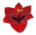 Gippeastrum red flower white isolated background with clipping path. Closeup no shadows.