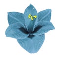 Gippeastrum turquoise flower white isolated background with clipping path. Closeup no shadows.