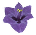 Gippeastrum violet flower white isolated background with clipping path. Closeup no shadows.