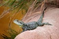 Gippsland Water Dragon Royalty Free Stock Photo