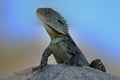 Gippsland Water Dragon Royalty Free Stock Photo