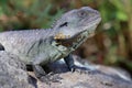 Gippsland Water Dragon Royalty Free Stock Photo