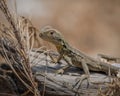 Gippsland Water Dragon perched atop a piece of driftwood in a natural setting in Bega, Australia Royalty Free Stock Photo