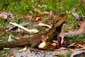 Gippsland Water Dragon sitting in the sun Royalty Free Stock Photo