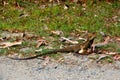 Gippsland Water Dragon sitting in the sun Royalty Free Stock Photo