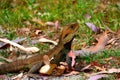 Gippsland Water Dragon sitting in the sun Royalty Free Stock Photo