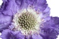 Gipsy-rose Scabious. Lilac scabious flower on white background. Closeup Royalty Free Stock Photo