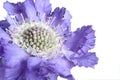 Gipsy-rose Scabious. Lilac scabious flower on white background. Closeup Royalty Free Stock Photo