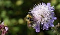 Gipsy Rose(Scapiosa columbaria) flower with Garden bumblebee(Bombus hortorum Royalty Free Stock Photo