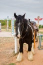 Gipsy vanner horse Royalty Free Stock Photo