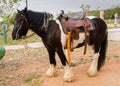 Gipsy vanner horse Royalty Free Stock Photo