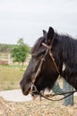 Gipsy vanner horse Royalty Free Stock Photo