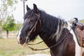 Gipsy vanner horse Royalty Free Stock Photo