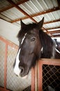 gipsy vanner horse Royalty Free Stock Photo