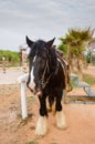 gipsy vanner horse Royalty Free Stock Photo