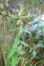 Gipsywort (Lycopus europaeus)