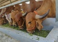 Gir breed of cows feeding in a dairy farm in India