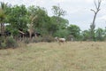 Gir cow in brachiaria pasture with dead and dry trees Royalty Free Stock Photo