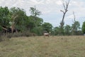 Gir cow in brachiaria pasture with dead and dry trees Royalty Free Stock Photo