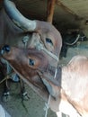 Gir cow and caf animal so beautiful mothar love in sun of cow