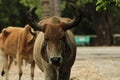 Gir Cow coming towards the camera vertical Royalty Free Stock Photo