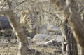 Gir Lion in Morning Sun at Sasan Gir