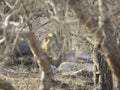 Gir Lion in Sasan Gir Forest