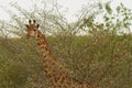 Giraf in Africa Royalty Free Stock Photo