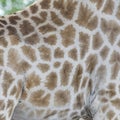 Giraf, Giraffe, Giraffa camelopardalis Royalty Free Stock Photo