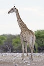 Giraf, Giraffe, Giraffa camelopardalis Royalty Free Stock Photo