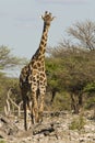 Giraf, Giraffe, Giraffa camelopardalis Royalty Free Stock Photo