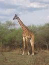 Giraf, Tanzanian safari park Royalty Free Stock Photo